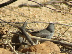 Curruca subcoerulea cinerascens
