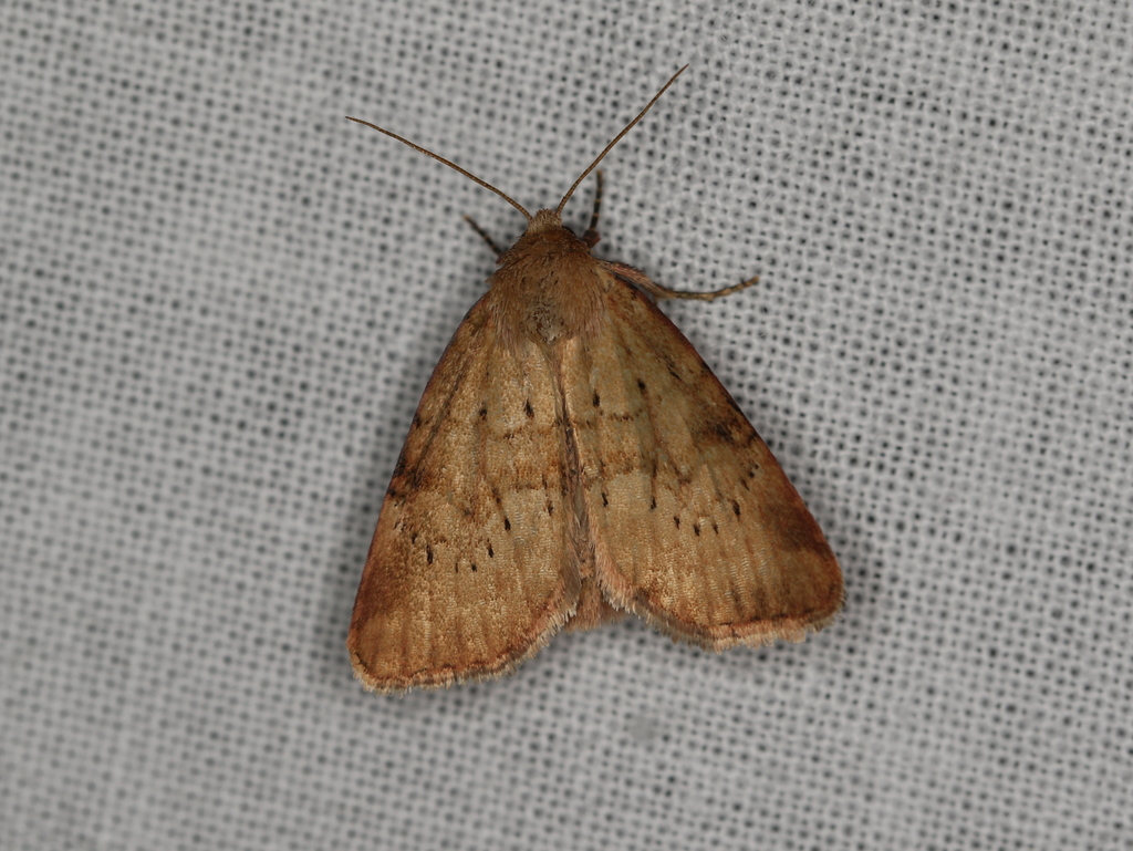 Small Dotted Buff