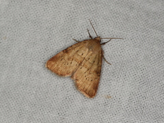 Photedes minima