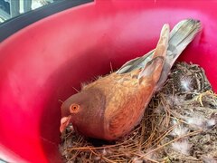 Columba livia domestica