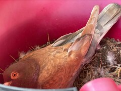 Columba livia domestica
