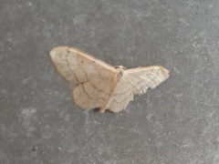 Idaea aversata