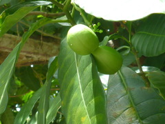 Tabernaemontana alba