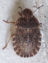 Sciocoris