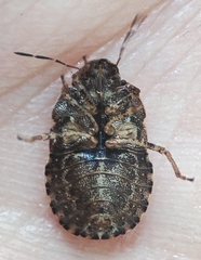 Sciocoris
