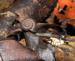 Solaropsis marmatensis