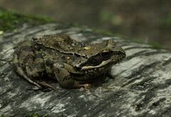 Rana temporaria