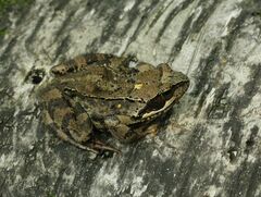 Rana temporaria