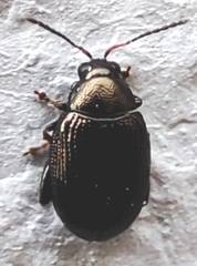 Chrysomelidae