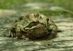 Rana temporaria