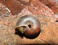 Solaropsis marmatensis