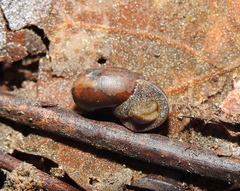 Solaropsis marmatensis