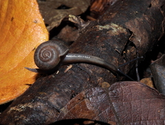 Solaropsis marmatensis