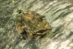 Rana temporaria