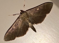 Herpetogramma sphingealis