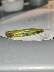 Cerura