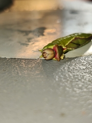 Cerura