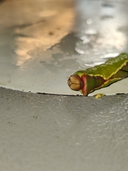 Cerura