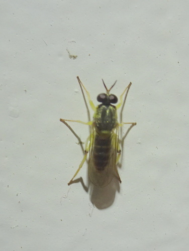 Solva pallipes photo 5