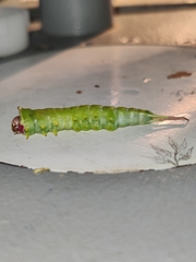 Cerura