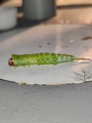 Cerura