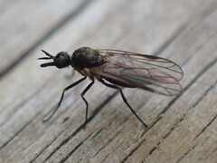 Iteaphila