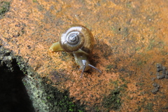 Gastropoda