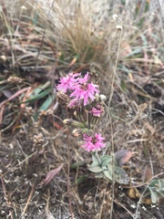 Silene scouleri scouleri