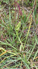 Spiranthes romanzoffiana
