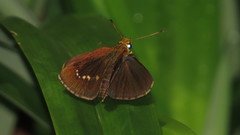 Iambrix salsala salsala