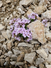 Noccaea rotundifolia