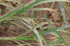 Diplacodes trivialis