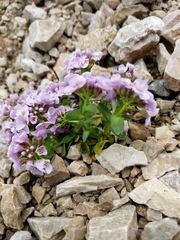 Noccaea rotundifolia