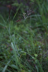 Festuca vivipara