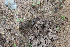 Camponotus rufoglaucus