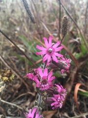 Silene scouleri scouleri
