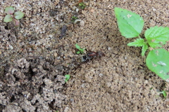 Camponotus rufoglaucus