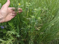 Potentilla bipinnatifida
