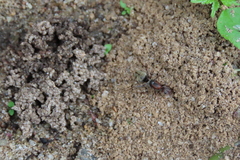 Camponotus rufoglaucus