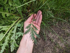 Potentilla bipinnatifida