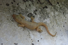 Hemidactylus
