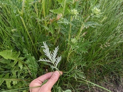 Potentilla bipinnatifida