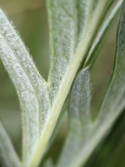 Potentilla bipinnatifida