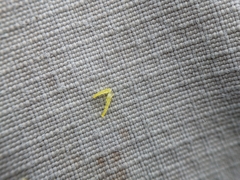 Potentilla bipinnatifida