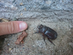 Oryctes nasicornis corniculatus