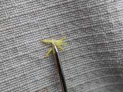 Potentilla bipinnatifida