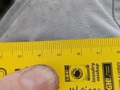 Potentilla bipinnatifida