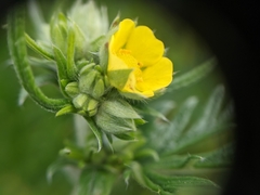 Potentilla bipinnatifida
