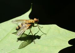 Dexiosoma caninum
