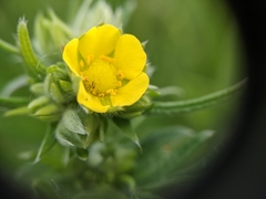 Potentilla bipinnatifida